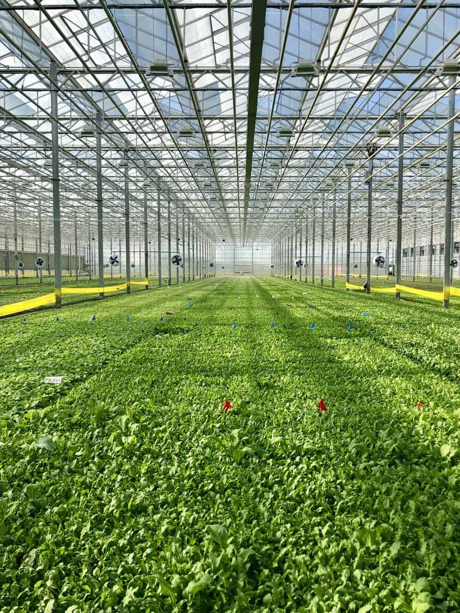 Impact Private Equity Portfolio - Bright Farms - hydroponic greenhouse farms